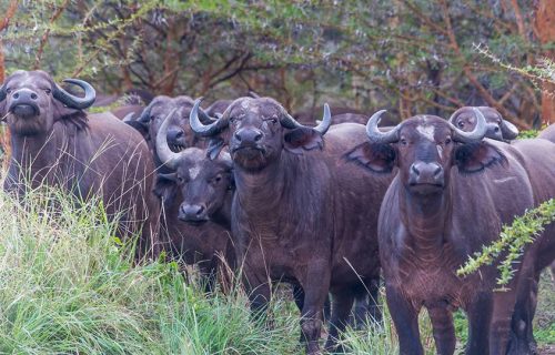 Wildlife in Kenya - Mikumi National Park
