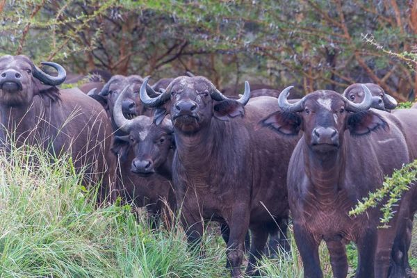 Wildlife in Kenya - Mikumi National Park