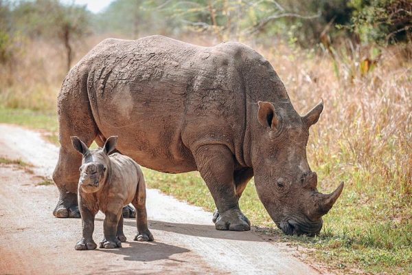 Rhino tracking in Uganda