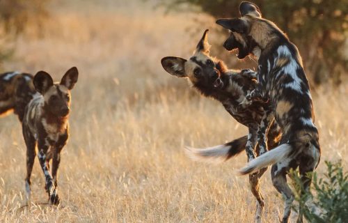 Ruaha National Park Tanzania