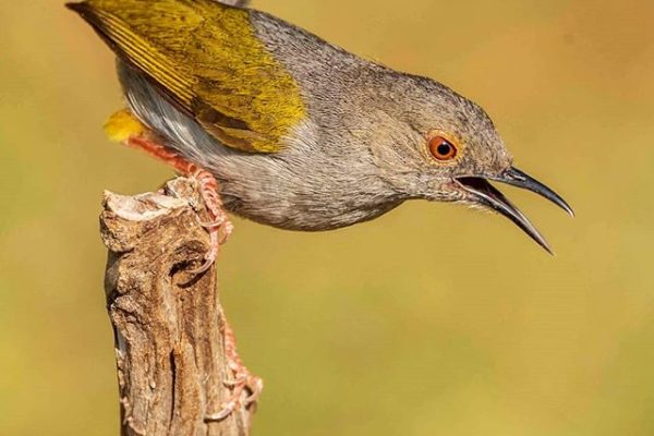 Short Uganda Birding Safaris (Top) Birding Destinations 2021