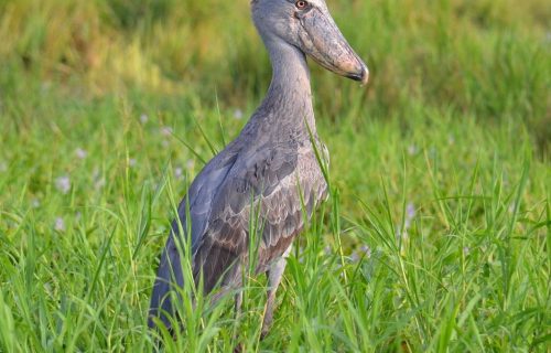 Short Uganda Birding Safaris (Top) Birding Destinations 2021