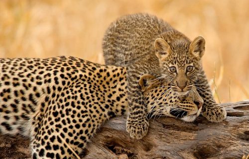 Tarangire National Park cheetahs