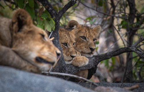 Tree Climbing lions - Uganda wildlife tours