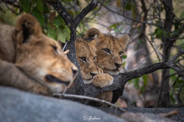 Tree Climbing lions - Uganda wildlife tours