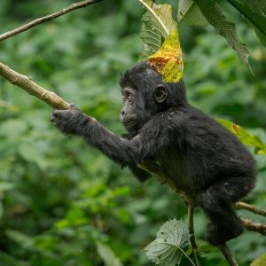 Trek Gorillas with Kabira Safaris & Tours