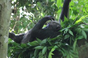 Chimpanzees Trekking Nyungwe Forest National Park