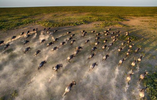 serengeti-under-canvas-wildebeest-migration-and-beyond