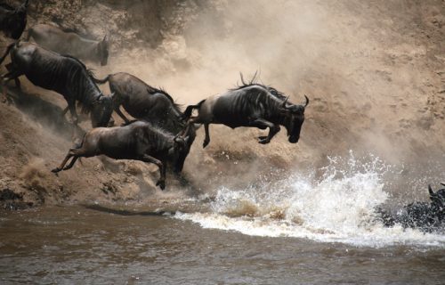 kenya wildebeest jumping river