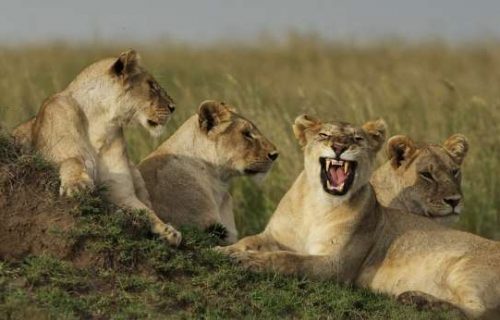 lioness pride serengeti safari