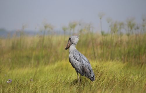 Uganda Birding Safari & Wildlife Viewing