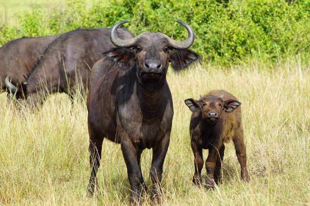 African Buffalo - Syncerus caffer