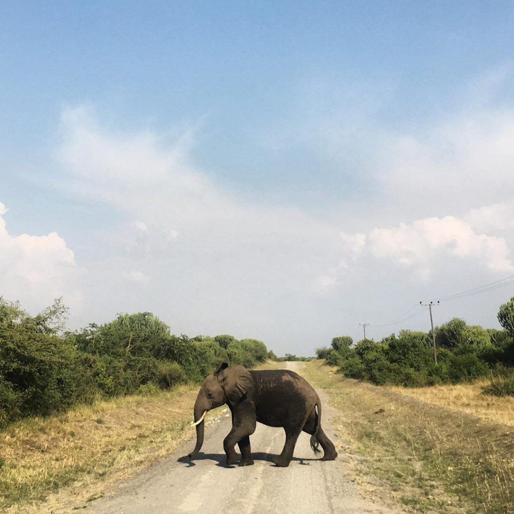 African Elephant - Loxodonta Africana