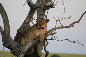 African Lion - Panthera leo