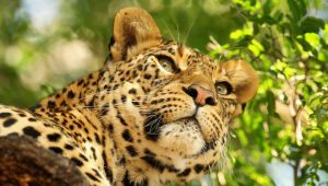 Leopard - Panthera pardus