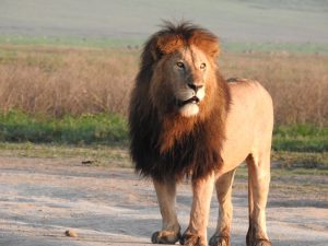 Ngorongoro Conservation Area from Arusha