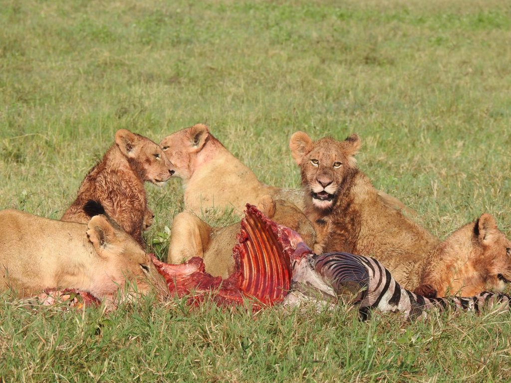 Ngorongoro Conservation