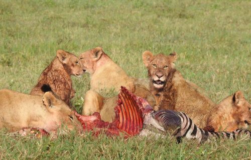 Ngorongoro Conservation