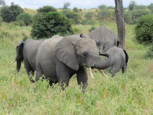 Tarangire, Tanzania.