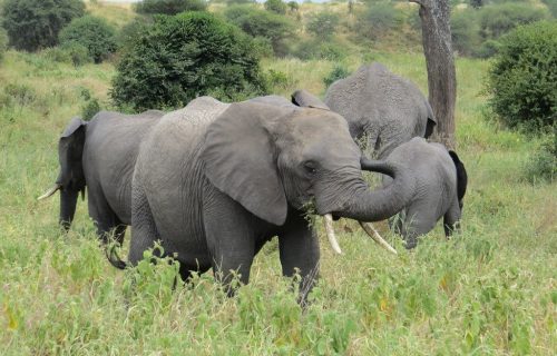 Tarangire, Tanzania.