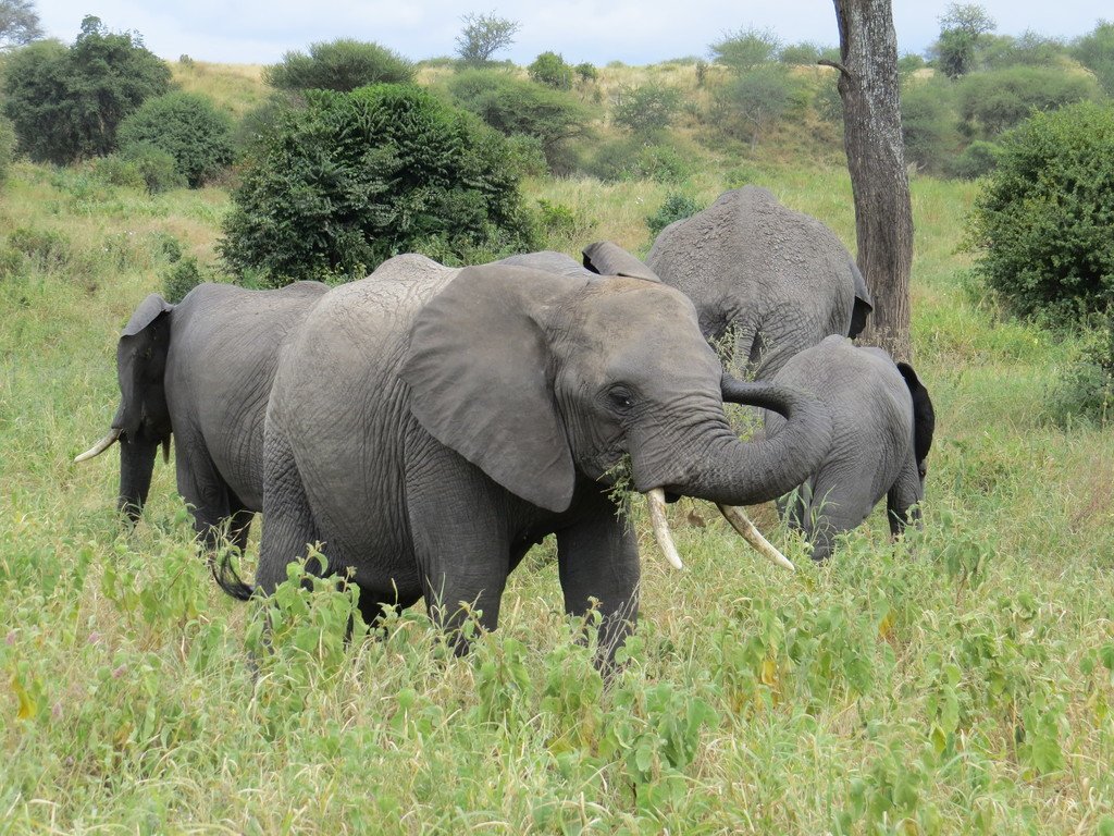 Tarangire, Tanzania.