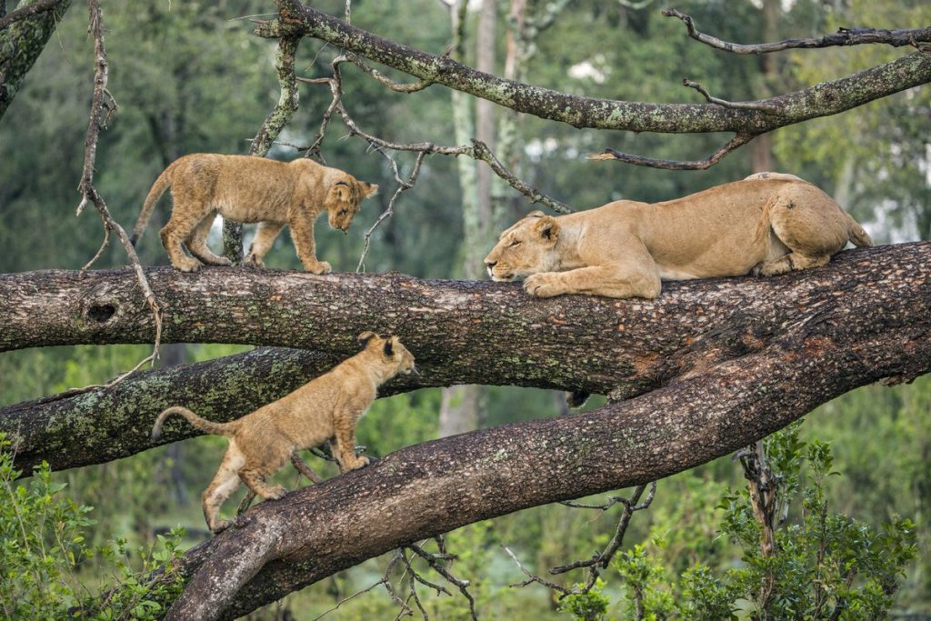 Tree climbing Lions at Lake Manyara National Park