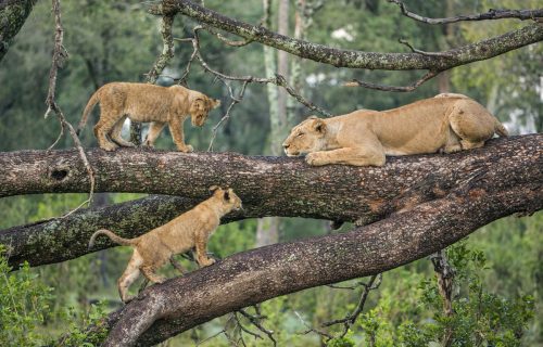 Tree climbing Lions at Lake Manyara National Park