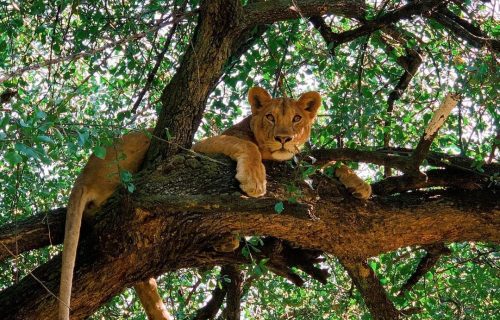 Tree climbing Lions at Lake Manyara National Park in Tanzania