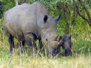 Ziwa Rhino Sanctuary reopened to tourists