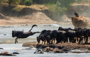 serengeti - Luxury Tanzania Safari