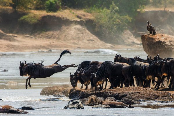 serengeti - Luxury Tanzania Safari