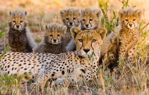 - Luxury Tanzania Safaris serengeti Tour