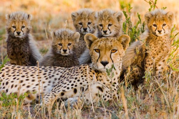 - Luxury Tanzania Safaris serengeti Tour