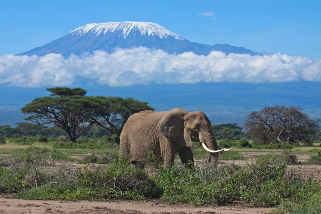 Kilimanjaro rises above the Tsavo