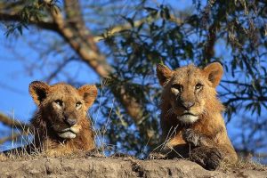 Maasai Mara National Reserve