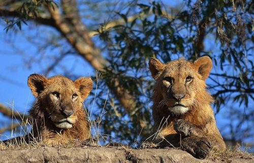 Maasai Mara National Reserve