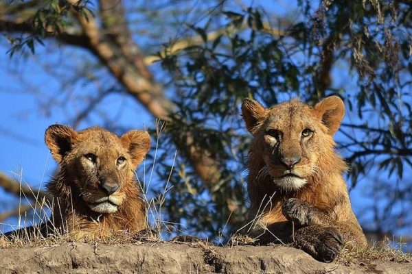Maasai Mara National Reserve