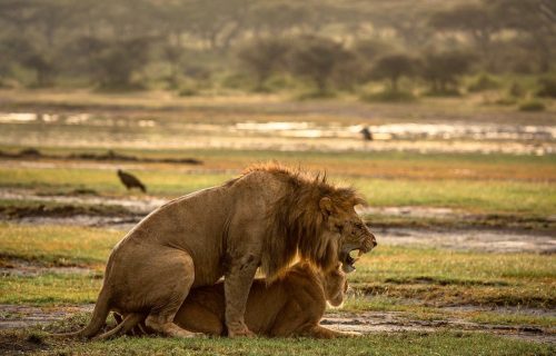 Male and female lion growling and snarling during mating, captured in Serengeti.