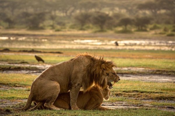 Male and female lion growling and snarling during mating, captured in Serengeti.