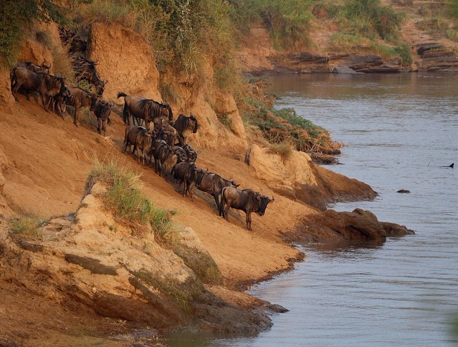 Masai Mara Game Reserve