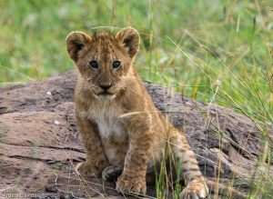 The Maasai Mara Ecosystem