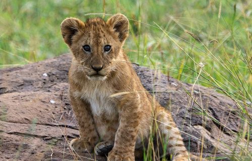 The Maasai Mara Ecosystem