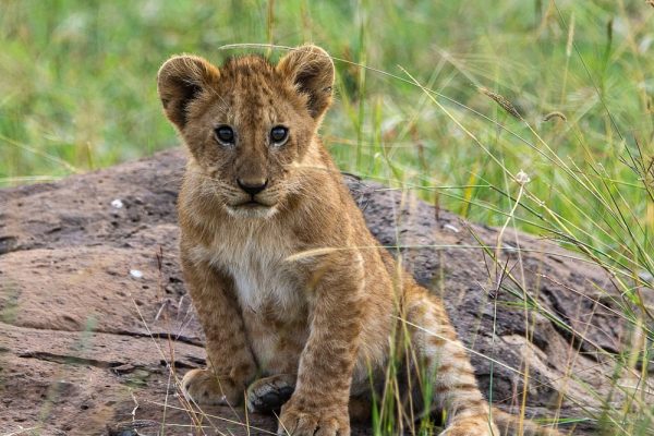 The Maasai Mara Ecosystem