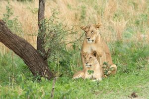 3 Days Serengeti Tour