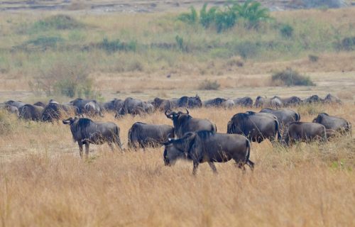 Serengeti Safari