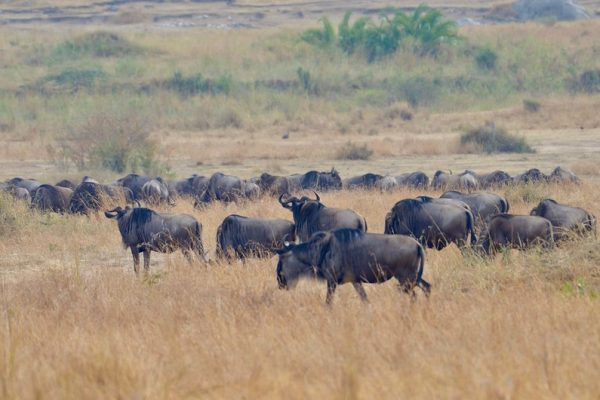 Serengeti Safari