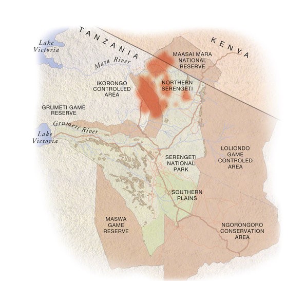 August: herds pass through Ikorongo and into the far north-west of the national park"