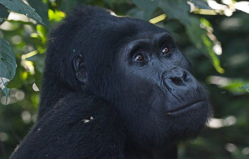 Bwindi Impenetrable Forest Gorilla Treking
