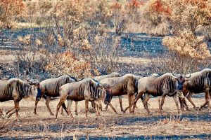 Great Migration Safari