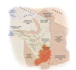 January herds spread to graze across the southern Serengeti lush short-grass plains